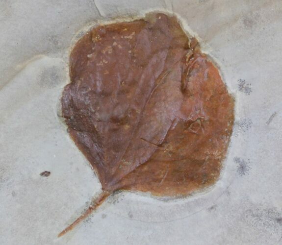 Fossil Leaf (Zizyphoides flabellum) - Montana #37199